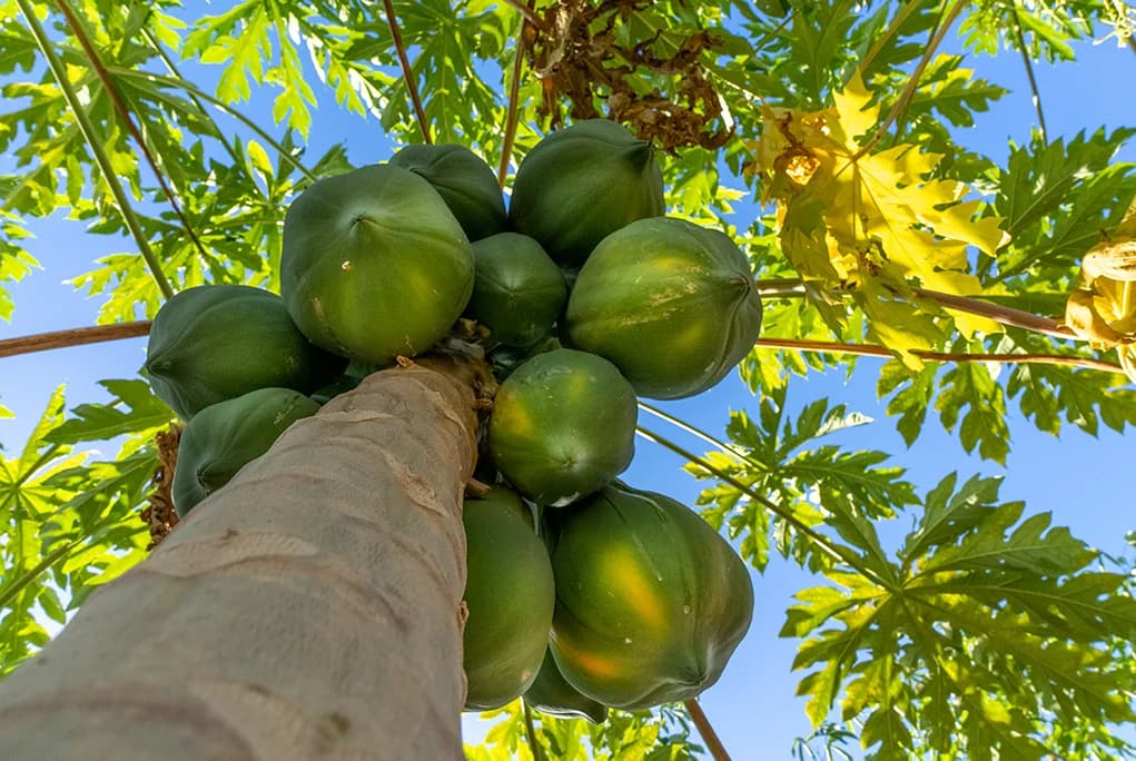 Papaya tree