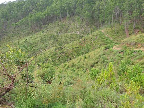 Reforested hillside