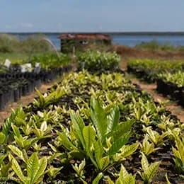 Tree nursery